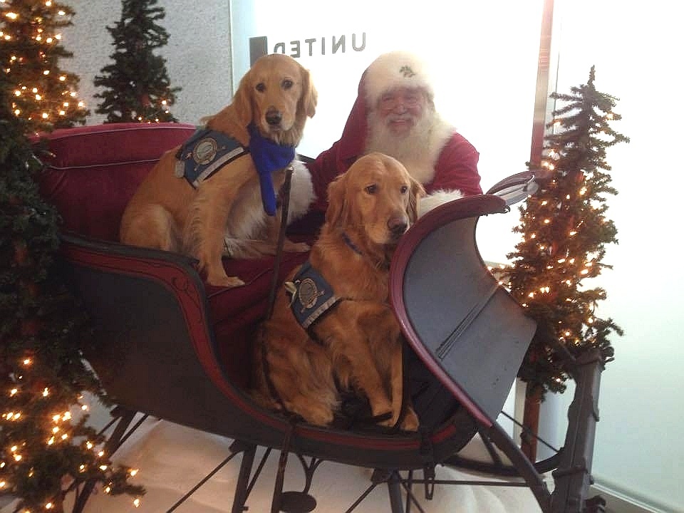 A companhia aérea norte-americana United Airlines levou uma equipe de cachorros para o aeroporto internacional de Chicago (EUA) - Divulgação