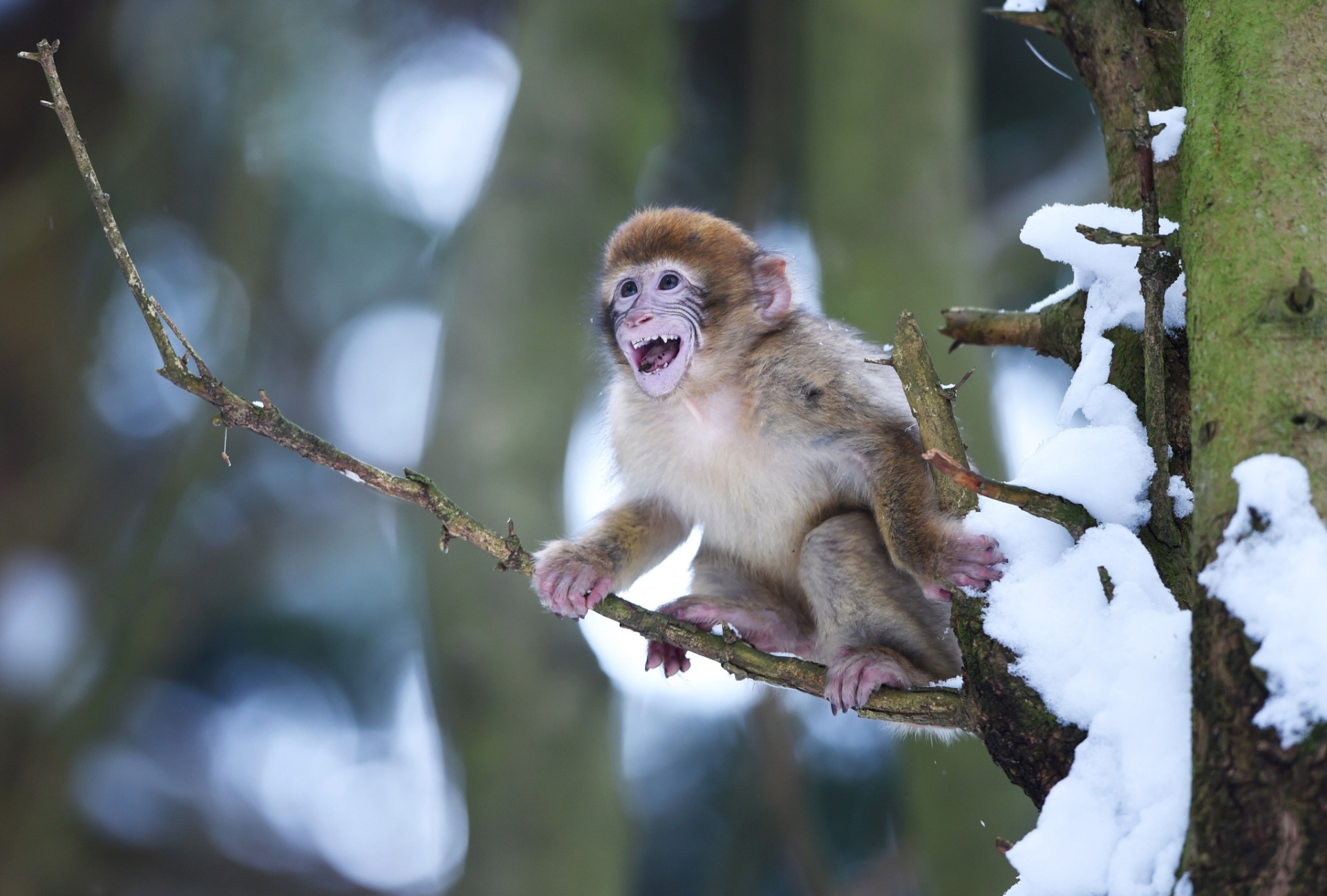 Natureza - Fotógrafa flagra raro filhote albino de macaco na