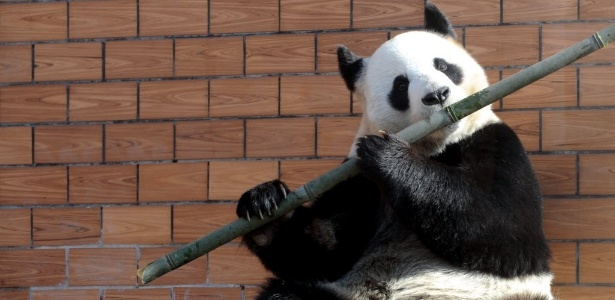  Panda gigante come bambu e atrai a atenção dos visitantes de um parque em Suzhou, no leste da província de Jiangsu, na China, em foto de janeiro - Hang Xingwei/Xinhua