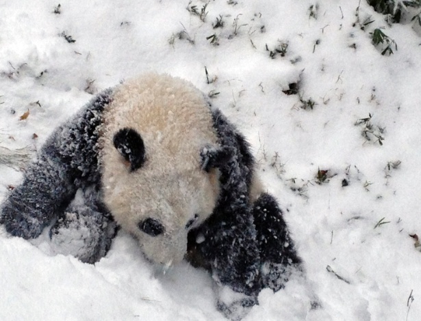 O filhote de panda gigante Bao Bao, de apenas seis meses, apareceu brincando na neve pela primeira vez no Zoológico Nacional de Smothsonian, em Washington, nesta terça-feira (6). A tempestade de neve atingiu a costa leste dos Estados Unidos, fazendo com que os termômetros registrassem temperaturas abaixo de zero - Devin Murphy/Smithsonian"s National Zoo/Reuters