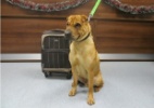 Cão é abandonado em estação de trem com pertences em mala - Scottish SPCA/Divulgação