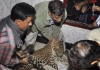 Guardas retiram leopardo que se abrigou em casa na Índia - EFE