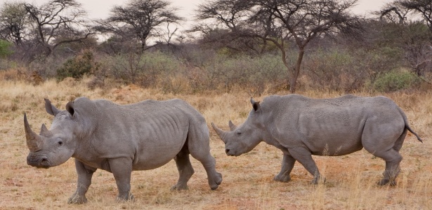 Em 2013, houve 1.004 mortes de rinocerontes, ocasionadas pela caça furtiva - Wikipedia/Ikiwaner