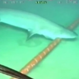 Imagem de agosto de 2014 mostra tubarão atacando cabo; espécies confundem sinais de fibras ópticas com o de peixes - Reprodução/YouTube/Lanca VideosHD