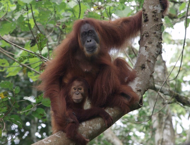 A fêmea de orangotango Gober e seu filhote Ginting são vistos no parque florestal em Aceh, na Indonésia, em imagem feita no dia 5 de janeiro. Gober passou por uma cirurgia de catarata e voltou a enxergar, antes de ser liberada na floresta tropical da ilha de Sumatra com um de seus gêmeos, informou um grupo de proteção à vida animal - Programa de Conversação do Orangotango em Sumatra/AFP