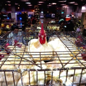  Galinhas são mantidas em gaiola pouco antes de serem sacrificadas por causa de novos focos de gripe aviária, no mercado de Hunan em Taipé, em Taiwan - David Chang/ EFE