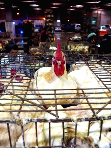 12.jan.2015 - Galinhas são mantidas em gaiola pouco antes de serem sacrificadas no mercado de Hunan, em Taipé (Taiwan) - David Chang/ EFE