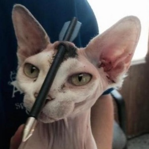 O gato sphynx Akila, 6, teve de passar por uma cirurgia de emergência para a retirada da flecha de 17 cm - Divulgação/Coalização Animal de Tampa