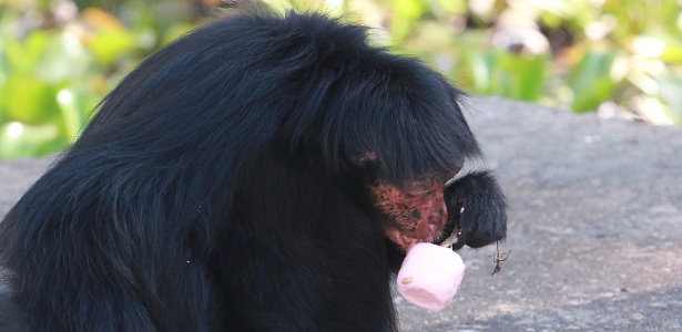 Macaco toma um sorvete para se refrescar - Carlos Moraes/ Agência O Dia/ Estadão Conteúdo 