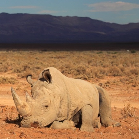 22.jan.2015 - Um quilo de chifre de rinoceronte pode chegar a 60 mil dólares no mercado negro - Christophe Beaudufe/AFP