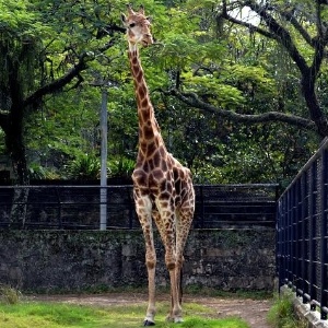 Girafa Zagallo - Divulgação/RioZoo - Divulgação/RioZoo