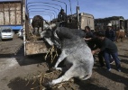 Touro empaca e se "recusa" a subir em caminhão na China - Wong Campion/Reuters