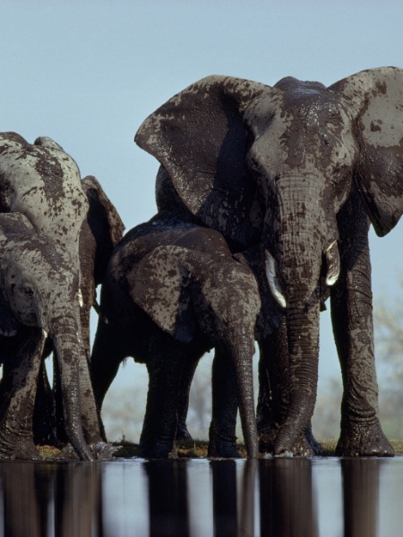 Elefantes no Parque Nacional de Etosha - Des & Amp Jen Bartlett/National Geographic Creative