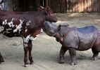 Amizades entre animais interessam cientistas, que querem aprofundar assunto - Sandy Huffaker/The New York Times