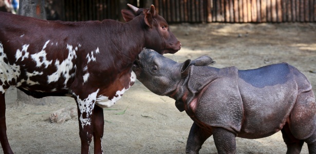 Moo Moo Kitty, um bezerro, e Chutti, um rinoceronte de um chifre, nasceram em novembro de 2014 no San Diego Zoo Safari Park, em Escondido, na Califórnia, e são "amigos" desde então - Sandy Huffaker/The New York Times