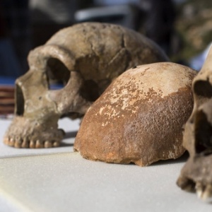 Parte do crânio de um Homo sapiens (centro), encontrado na caverna de Manot, na Galileia (noroeste de Israel) - Jim Hollander/EFE