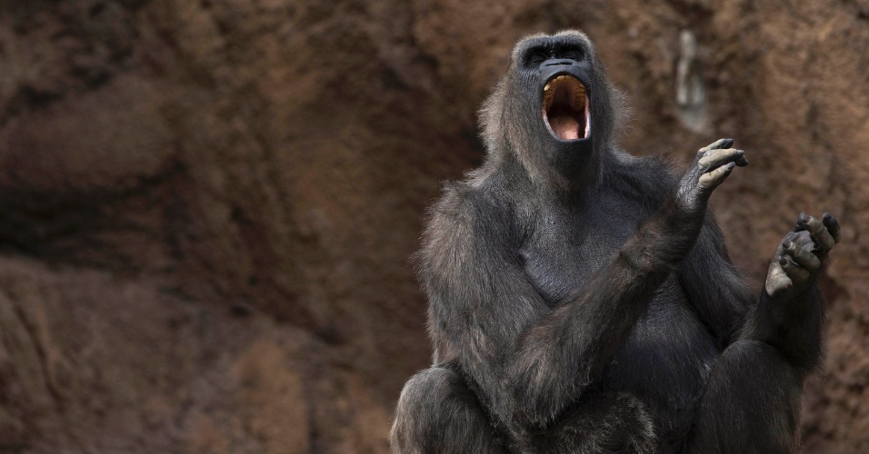 30.jan.2015 - Gorila boceja no zoológico de Los Angeles, na Califórnia (EUA)