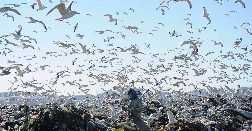 30.jan.2015 - Mulher recolhe materiais recicláveis, enquanto gaivotas procuram comida, em Dalian, na província de Liaoning, na China