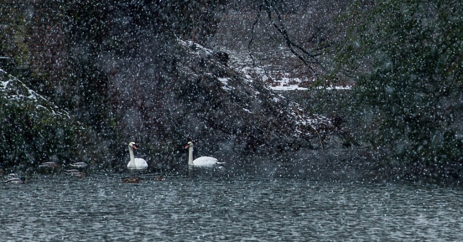 2.fev.2015 - Neve cai sobre lagoa em Duesseldorf, na Alemanha
