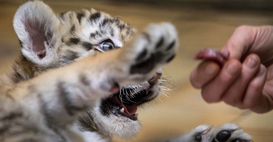 2.fev.2015 - Filhote de tigre come um pedaço de carne em seu recinto no zoológico de Berlim, na Alemanha