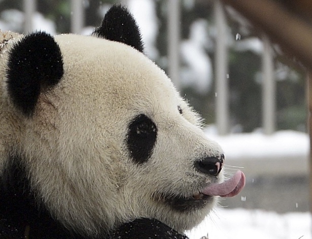O panda gigante Weiwei tenta pegar flocos de neve com a língua dentro de sua jaula, no zoológico de Wuhan, na província de Hubei, na China - China Daily/Reuters