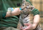 Filhote de tigre toma mamadeira em zoológico de Berlim - Tim Brakemeier/AFP