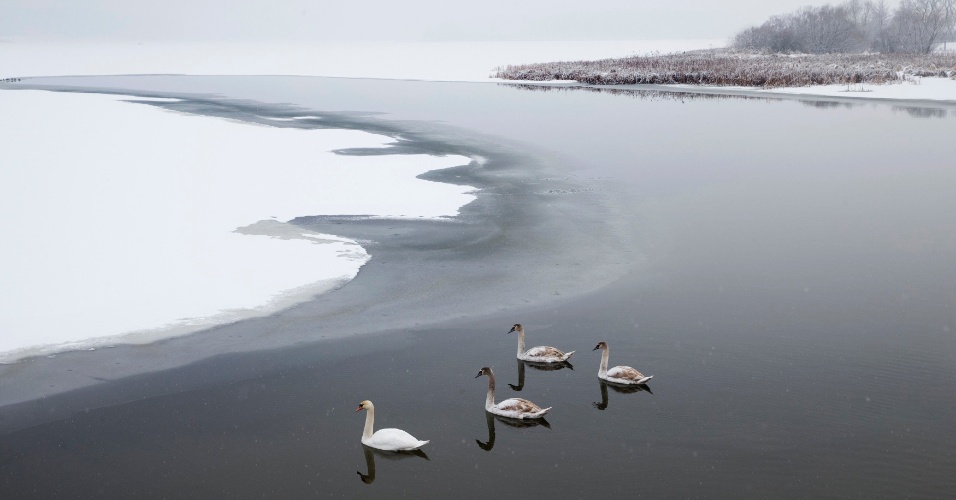 4.fev.2015 - Gansos nadam em um lago depois em Minsk, Belarus
