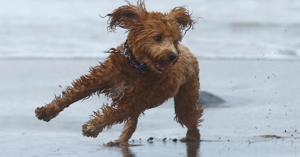 4.fev.2015 - Um cão da raça labradoodlem, híbrido gerado pelo cruzamento de um labrador retriever e um poodle, brinca na areia em Del Mar, na California (EUA)