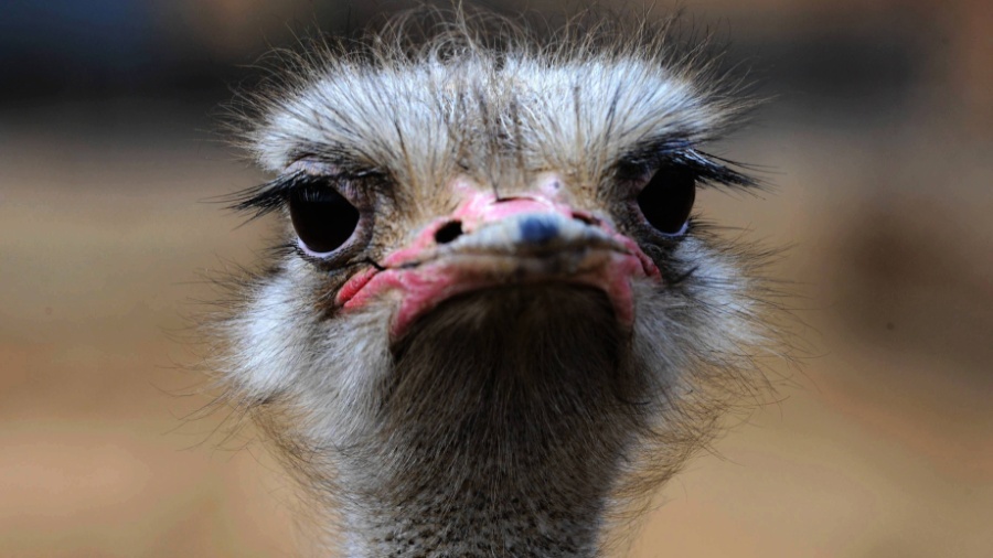Zoológico na Cisjordânia registrou aumento na população de avestruz durante pandemia - AFP