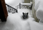 Urso sobe escada de casa para fugir de tempestade de neve na Espanha - Oscar Montero/EFE