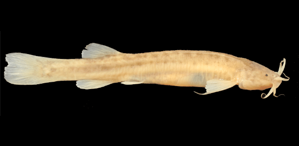 A nova espéciede peixe troglóbio vive em ambientes subterrâneos - Divulgação