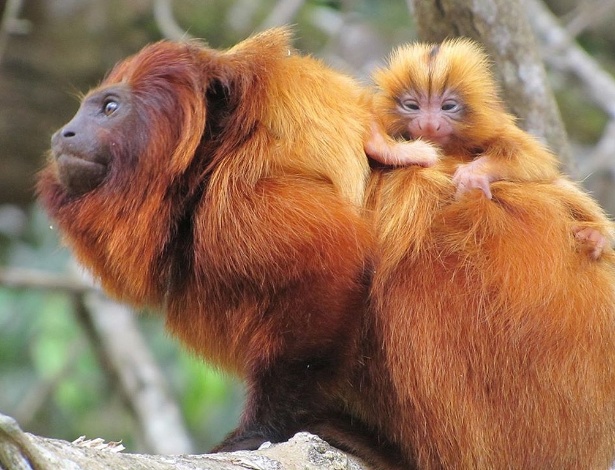 Filhotes de micos-leões nascem em Silva Jardim (RJ) - Andréia F. Martins/Divulgação
