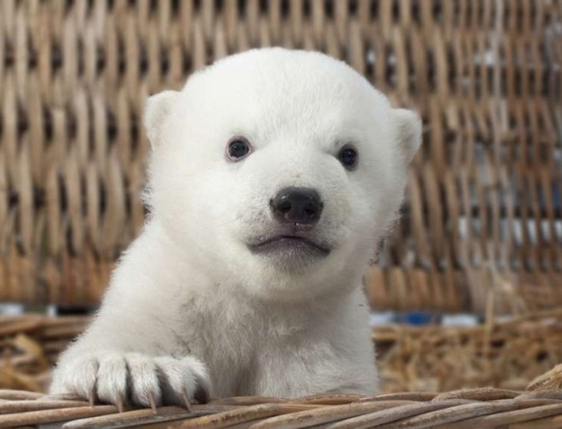 O irmão do ursinho Knut precisa de um nome - Zoo Rostock/Divulgação