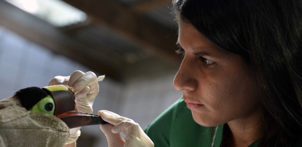 Veterinária Carmen Soto cuida do animal, que ainda está em fase de crescimento  - Ezequiel Becerra/ AFP