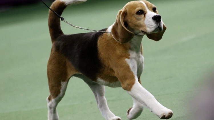 18.fev.2015 - A cadela Miss P, uma beagle
