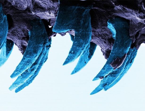 Os dentes das lapas são os elementos biológicos mais duros, mais fortes inclusive que a teia de aranha, segundo um estudo realizado por engenheiros britânicos da Universidade de Porstmouth. Lapas utilizam os dentes para raspar as superfícies rochosas de onde obtêm seu alimento - Universidade de Portsmouth