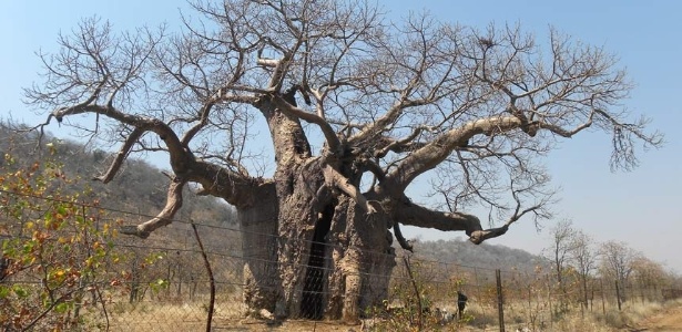 19.fev.2015 - Árvore baobá, localizada na fronteira com o Moçambique, em foto não datada - Roxana Patrut/A. Patrut et Al/Plos One 2015/ Creative Commons