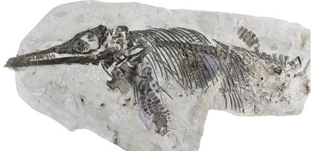 Um fóssil guardado no Museu de Doncaster durante 30 anos e que os cientistas acreditavam que fosse apenas uma réplica em gesso revelou ser uma nova espécie de antigo réptil - Universidade de Manchester