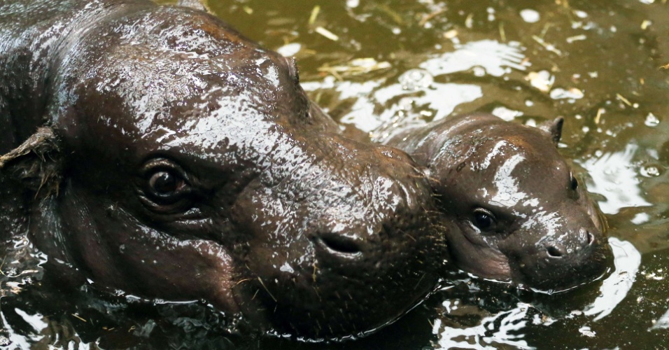 20.fev.2015 - Filhote de hipopótamo pigmeu nada ao lado da mãe em seu recinto no zoológico em Duisburg, na Alemanha