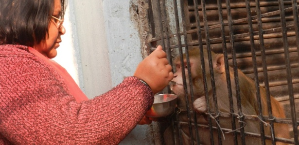 16.fev.2015 - Shabista alimenta seu macaco de estimação, Chunmun; ela e o marido, Brajesh Srivastava, criaram o macaco como animal de estimação em casa, em Raebareli, na Índia - AFP