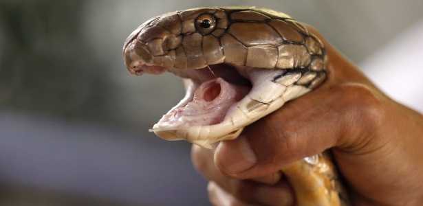 Homem &eacute; picado por cobra venenosa e morde a mulher para morrer ao lado dela  - 13/06/2017 - UOL Not&iacute;cias