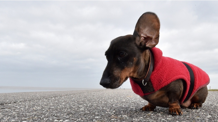 25.fev.2015 - Forte vento levanta orelha do pequeno cão da raça dachshund, também conhecido como Salsicha, no norte da Alemanha 25.fev.2015 - Forte vento levanta orelha do pequeno cão da raça dachshund, também conhecido como Salsicha, no norte da Alemanha