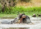 Hipopótamo e crocodilo disputam presa na África do Sul - Londolozi Game Reserve