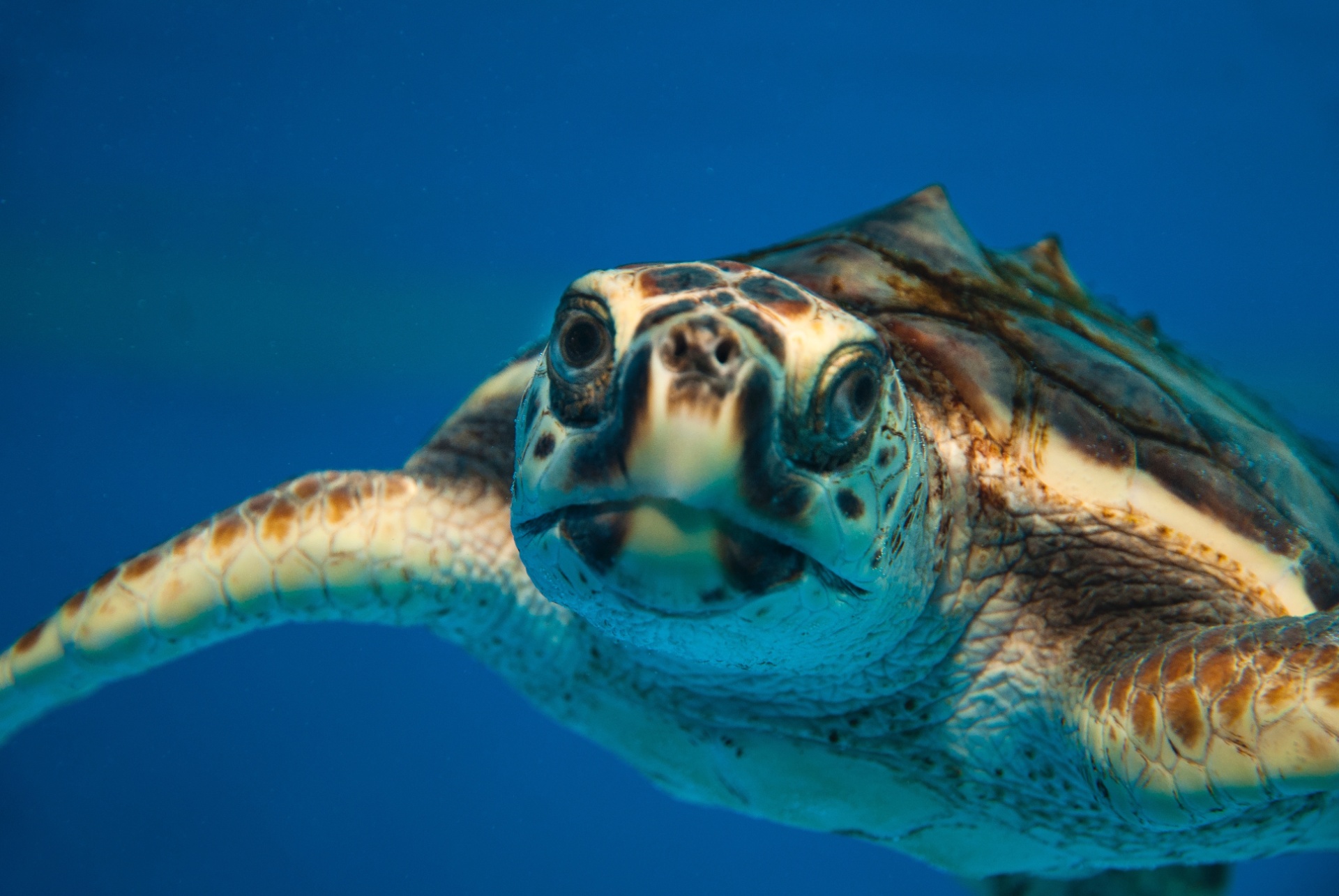 26.fev.2015 - A tartaruga-cabeçuda (Caretta caretta) ainda encontra-se ameaçada no Brasil. Ela mede 136 cm de comprimento e pesa de 100 a 180kg. As áreas prioritárias de desova estão localizadas no norte da Bahia, Espírito Santo, norte do Rio de Janeiro e Sergipe - Projeto Tamar/Divulgação