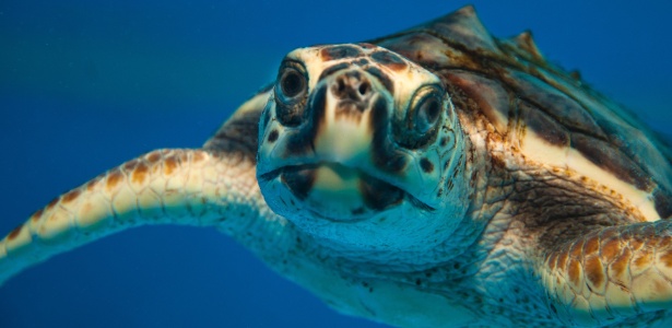 A tartaruga-cabeçuda (Caretta caretta) ainda encontra-se ameaçada no Brasil. Ela mede 136 cm de comprimento e pesa de 100 a 180kg - Projeto Tamar/Divulgação