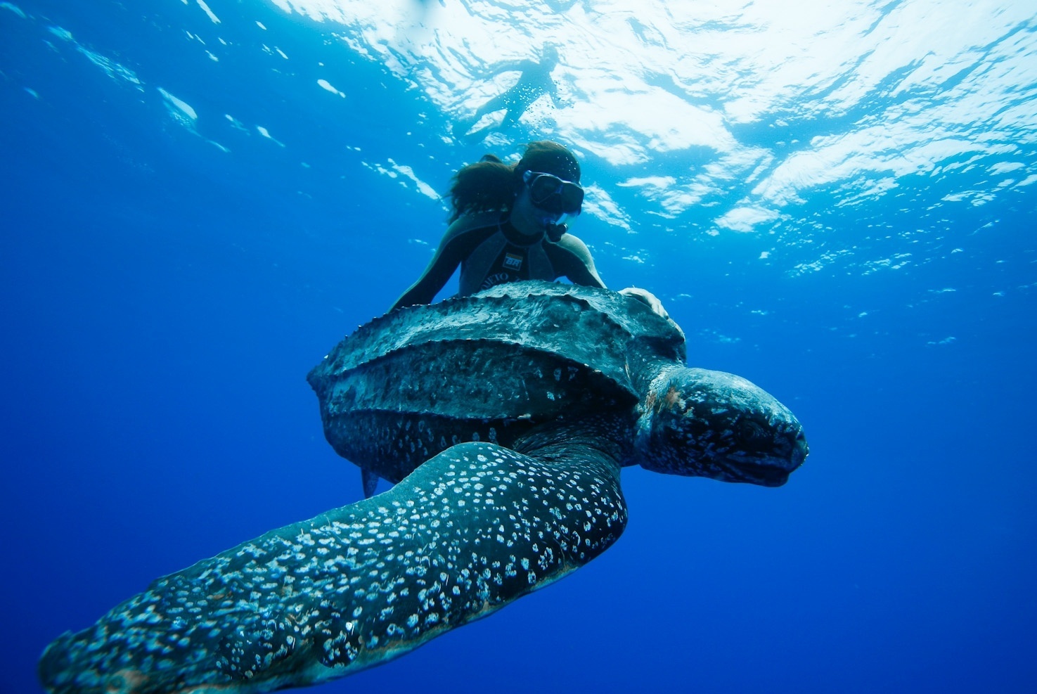 26.fev.2015 - A tartaruga-de-couro está criticamente ameaçada no Brasil. A única área regular de desova conhecida no Brasil desta espécie situa-se no litoral norte do Espírito Santo. Ela possui em média 182 centímetros de comprimento e chega a pesar até 700kg - Projeto Tamar/Divulgação