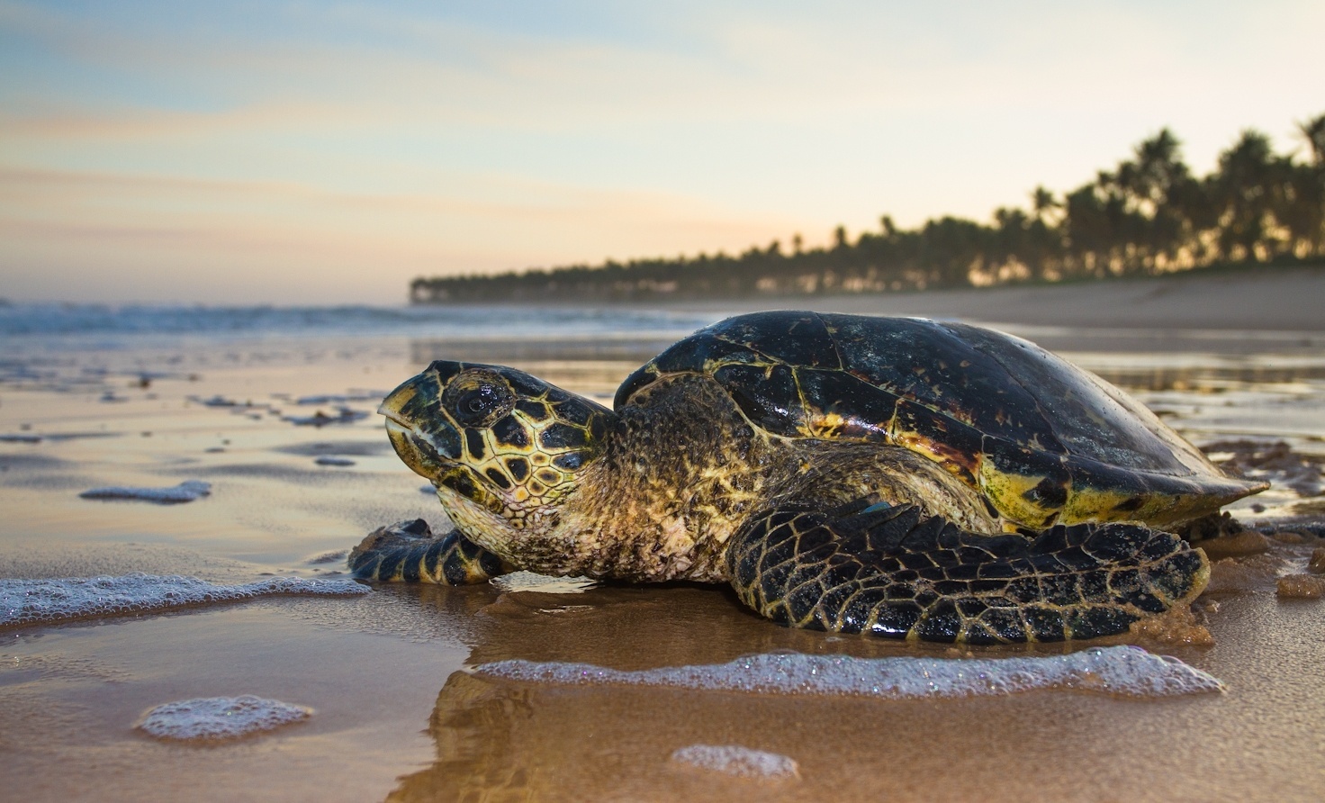 26.fev.2015 - A tartaruga-de-pente está criticamente ameaçada no Brasil. O seu principal habitat são recifes de corais e águas costeiras rasas. O seu comprimento vai até 114 centímetros e o seu peso vai até 150 kg - Projeto Tamar/Divulgação