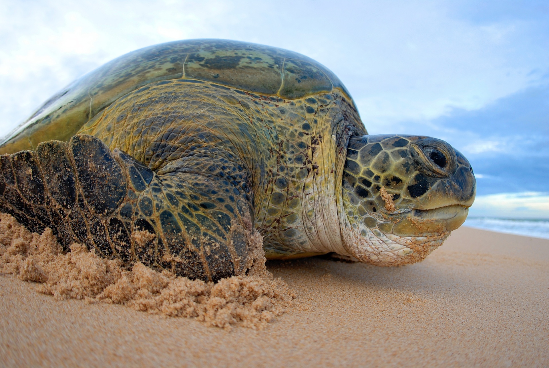 26.fev.2015 - A tartaruga-verde possui o status de "vulnerável" no Brasil. Ela vive habitualmente em águas costeiras com muita vegetação, ilhas ou baías, sendo raramente avistadas em alto-mar. Elas podem medir até 143 centímetros de comprimento e pesam cerca de 200 kg - Projeto Tamar/Divulgação