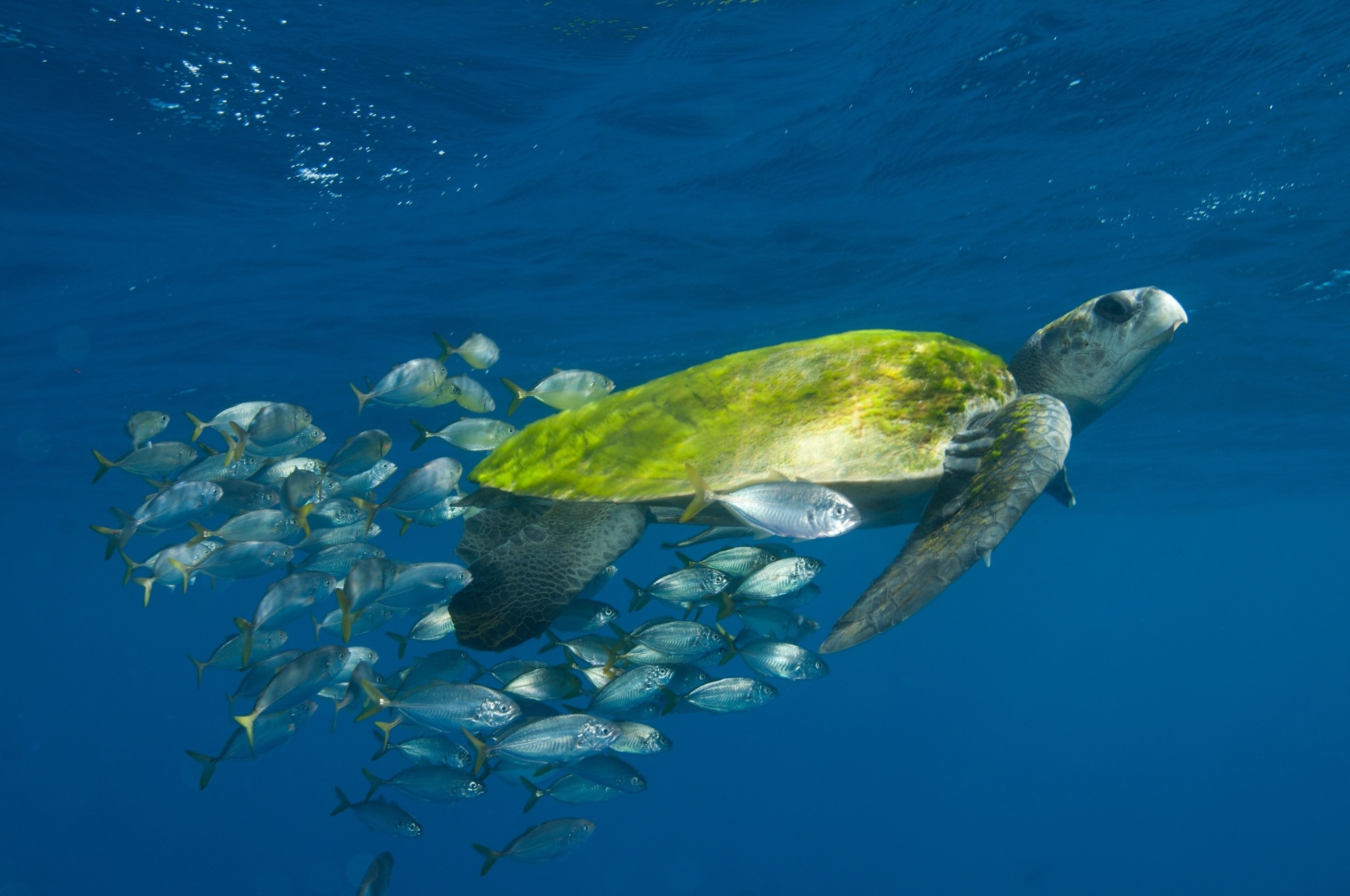 26.fev.2015 - Atualmente, a tartaruga-oliva encontra-se em perigo no Brasil. Ela vive principalmente águas rasas, mas também é encontrada em mar aberto. A espécie pode atingir até 82 centímetros de comprimento e pesam em média 40 kg - Projeto Tamar/Divulgação