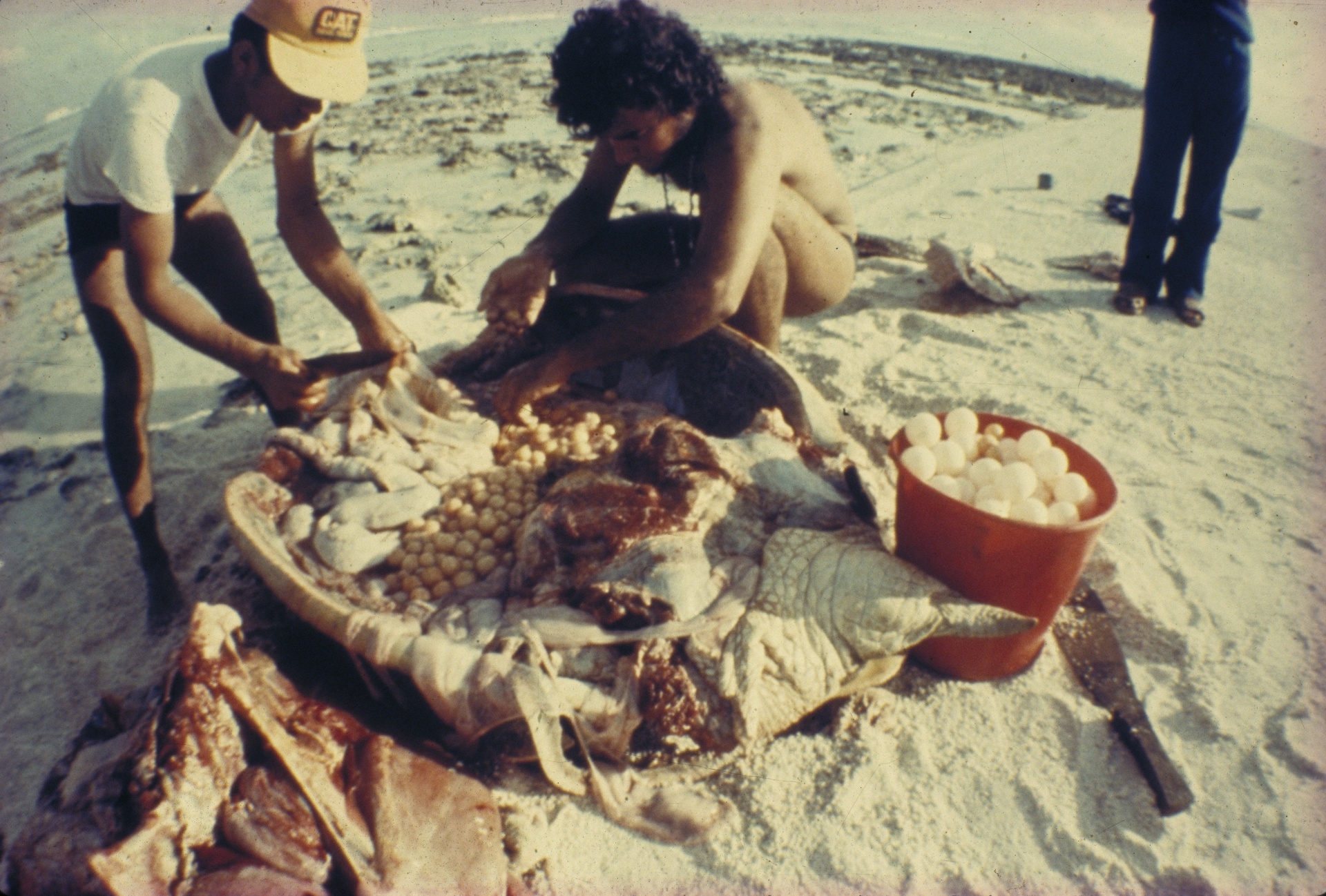 26.fev.2015 - Em 1980, o antigo Instituto Brasileiro de Desenvolvimento Florestal e atual Ibama (Instituto Brasileiro de Meio Ambiente) criou o Projeto Tamar. No começo, houve resistência dos pescadores, que viam no animal uma fonte de alimento e renda - Projeto Tamar/Divulgação